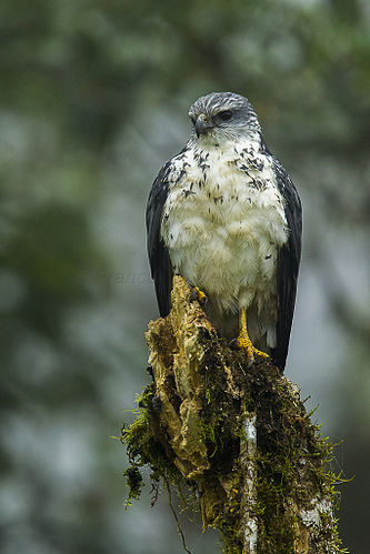 Grey-backed hawk